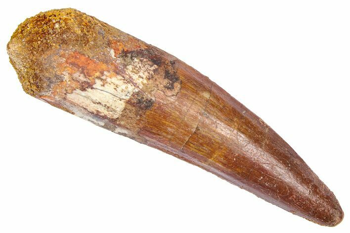 Fossil Spinosaurus Tooth - Real Dinosaur Tooth #382327
